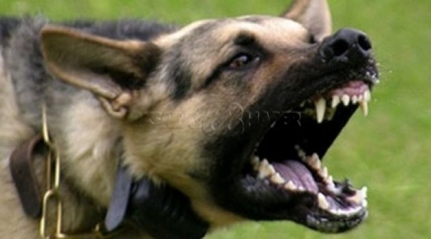 KOMŞUNUN KÖPEĞİ SALDIRDI