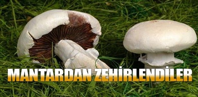 Mantardan Zehirlendiler