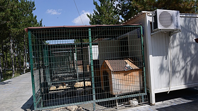 Sokak Hayvanlarına Klimalı Barınak