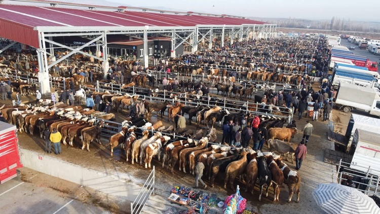 Çorum’da Şap Kısıtlamaları Kaldırıldı