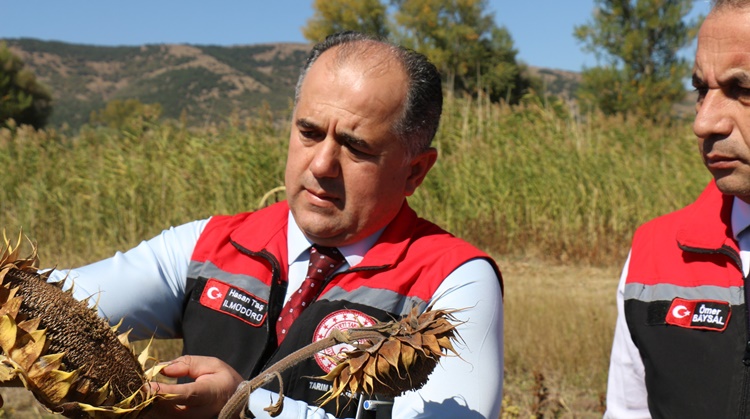 Mecitözü’nde Ayçiçeği Hasadı Tarla Günü Düzenlendi