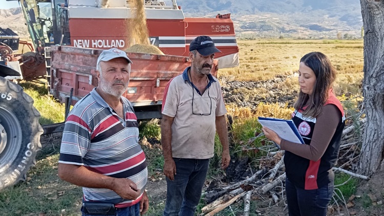Çorum’un Laçin İlçesi’nde Çeltik Hasadı Başladı!