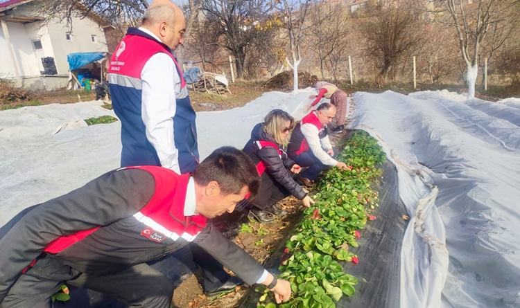 Taş, Çilek Üreticilerini Ziyaret Etti