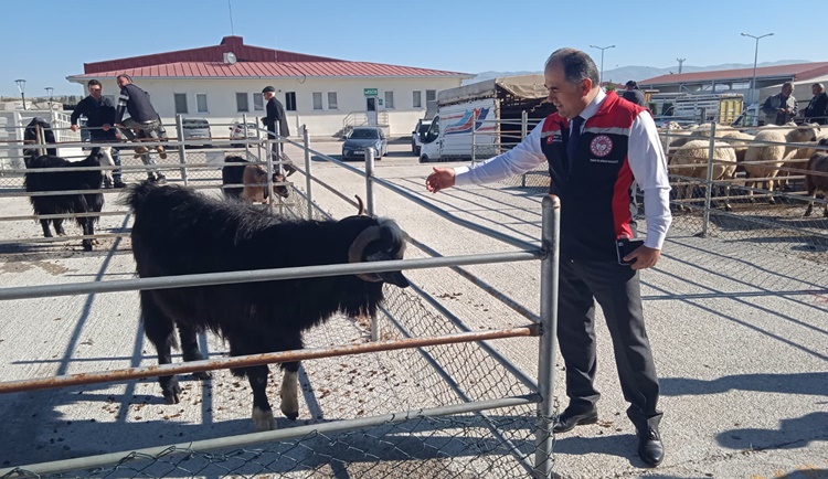 Çorum’da Şap Hastalığıyla Mücadele Kontrollü Şekilde Sürdürülüyor