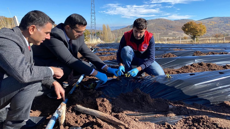 Oğuzlar’da Çilek Fidesi Dikimi Gerçekleştirildi